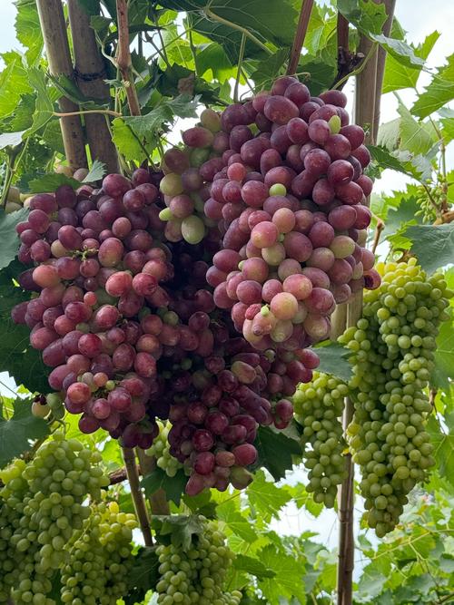 还在找葡萄成熟时更新地址?这里有你要的资源