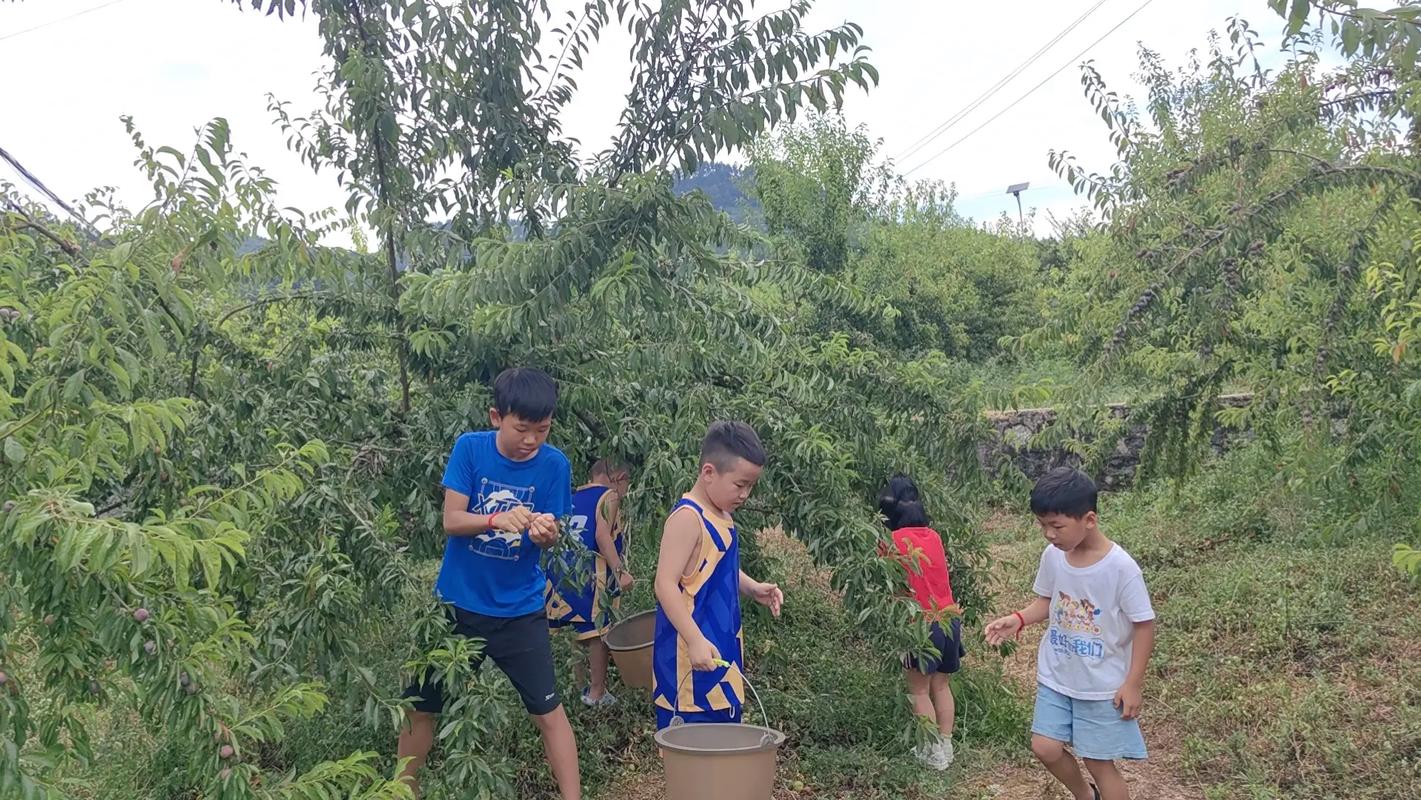 乡村生活的快乐暑假安卓下载教程：简单易上手的田园游戏