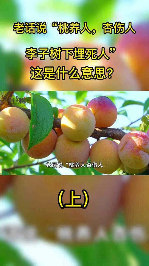 下载人杏之间安卓版：优质资源，值得拥有