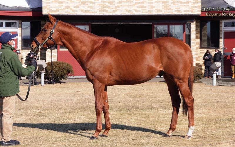 种马V0.12小虎官网地址:游戏下载及新手入门指南