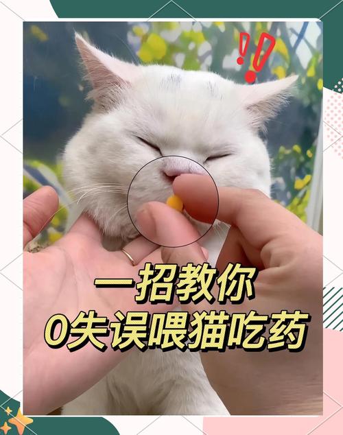 教你轻松下载当你的猫咪,告别下载难题