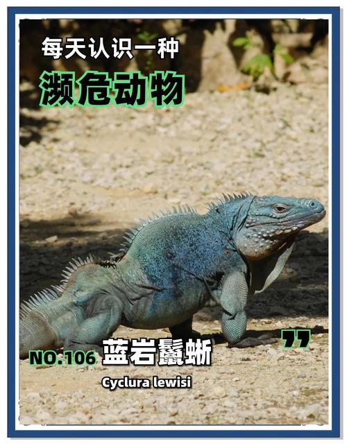 快速下载蓝宝石野生动物园安卓版：开启动物冒险之旅