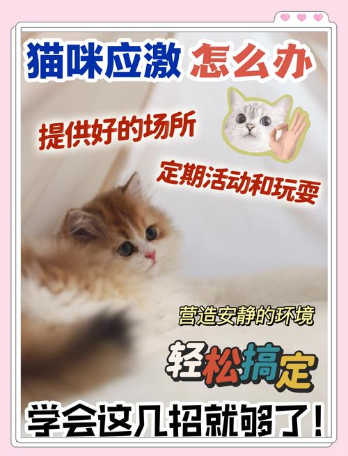 教你轻松下载当你的猫咪,告别下载难题