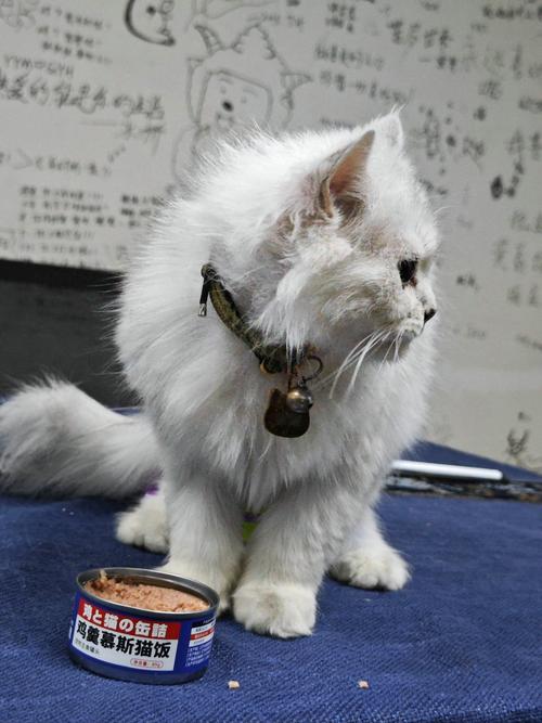 野猫下载安卓版:最新版手游资源免费下载