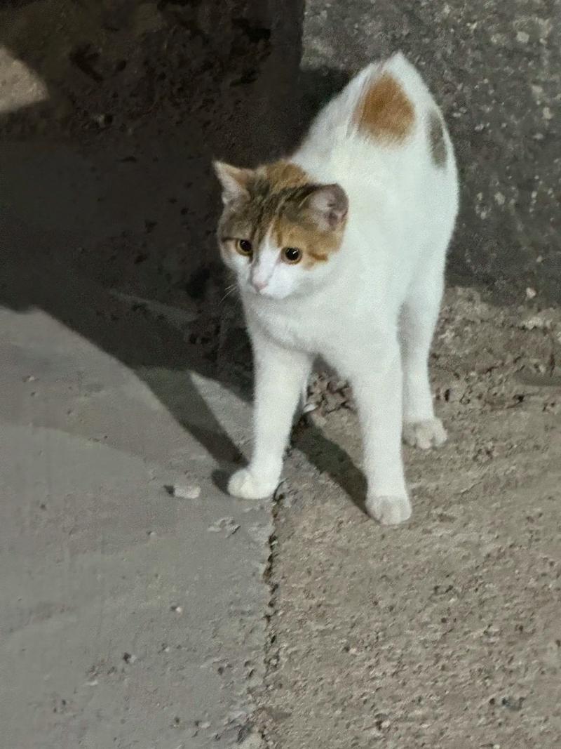 小野猫N上版本大全常见问题?(解决版本问题指南)