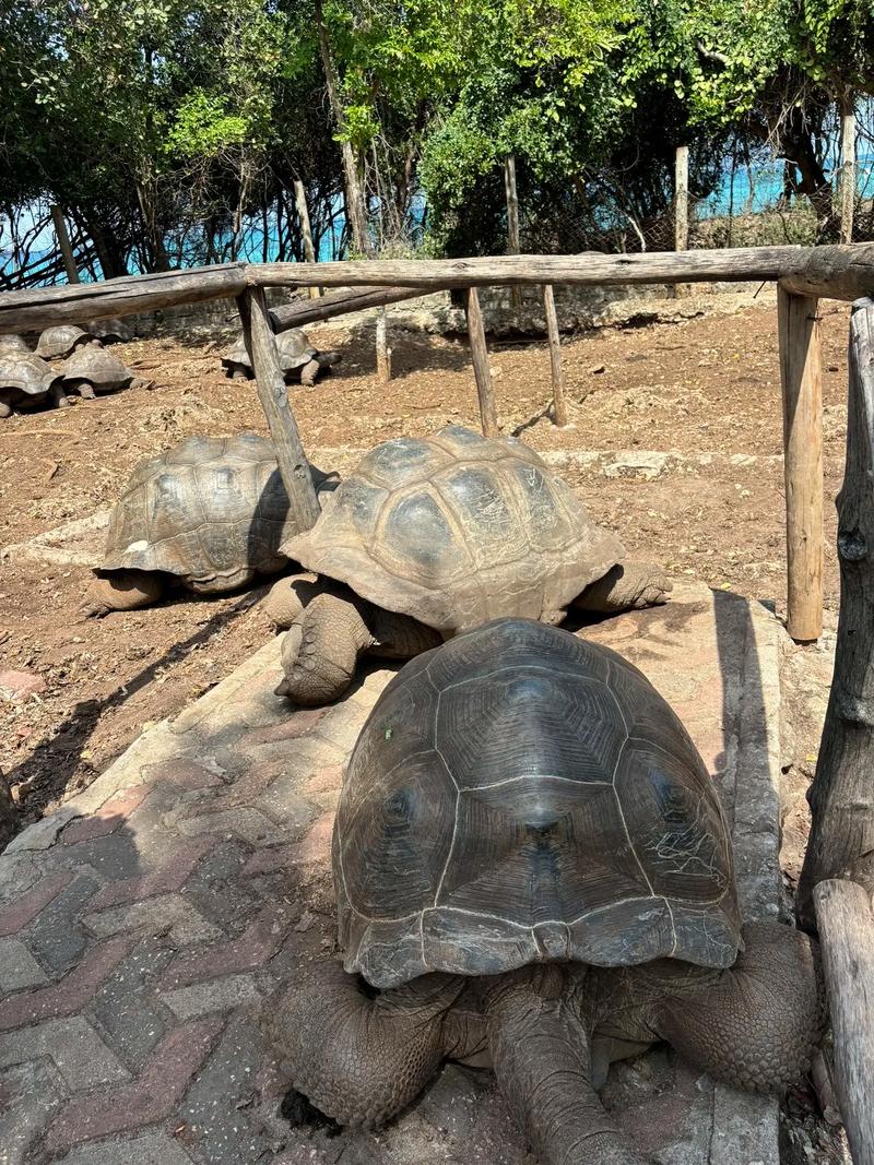 为什么下载监狱岛的巨乳女看守安卓?优点全解析!