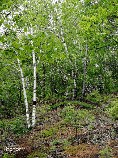 生命体v0.17d杨过游戏更新了啥?v0.17d版本内容详解!