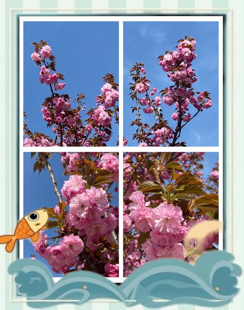 哪里免费下载樱花的秘密游戏时间?靠谱网站攻略!