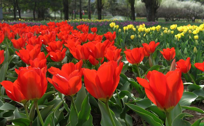 烂漫最新版本是多少?快速了解最新版本更新内容!