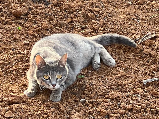 野猫最新版本好不好用？真实体验测评带你看结果！