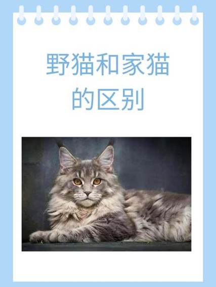 野猫最新版本好不好用？真实体验测评带你看结果！