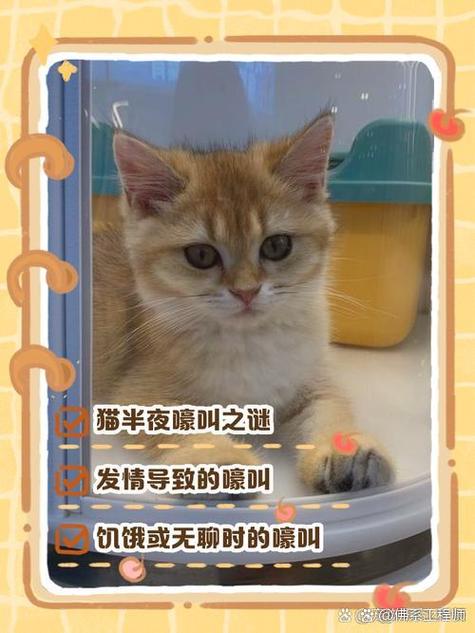 深夜最新版本是多少?老用户教你辨别官方最新版
